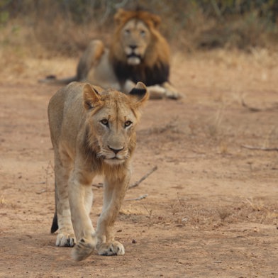 Lions seen near Wilderness Magashi in Rwanda