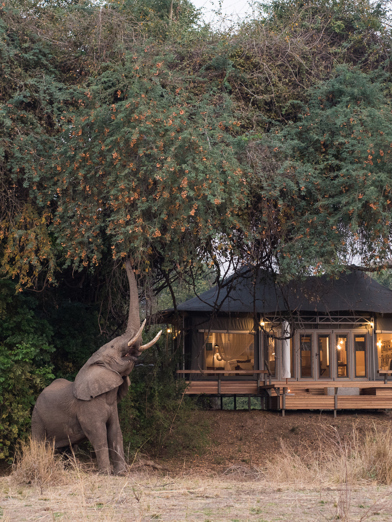 Wilderness Chikwenya guest tent with elephant in front