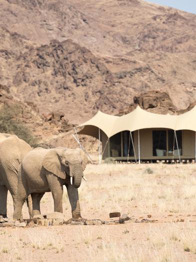 Elephants grazing outside Wilderness Hoanib Skeleton Coast