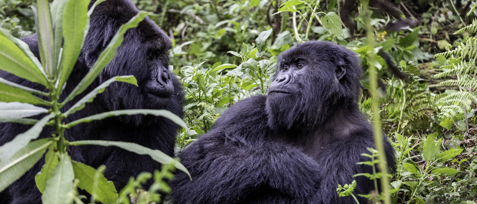 two gorillas in rwanda