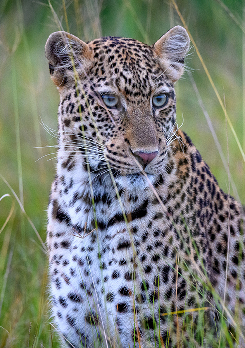 Wilderness Magashi Rwanda Wildlife Leopard
