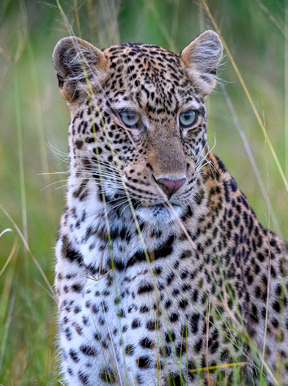 Wilderness Magashi Rwanda Wildlife Leopard